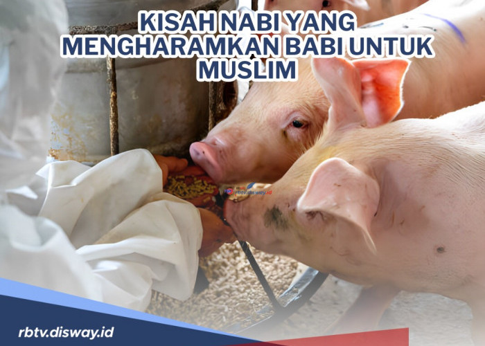 Sejarah Ketika Nabi Muhammad Menegaskan jika Babi Haram