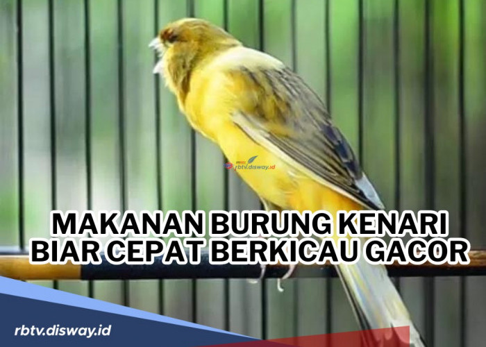 Pecinta Burung Kenari Mesti Tahu, Ini Makanan Burung Kenari Biar Cepat Berkicau Gacor, Mudah Didapatkan Lho!