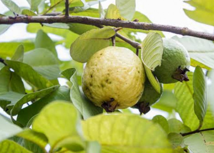 Jangan Nyesel Baru Tahu, Ternyata Ramuan Daun Jambu Biji Bisa Hilangkan Uban Hitungan Menit 