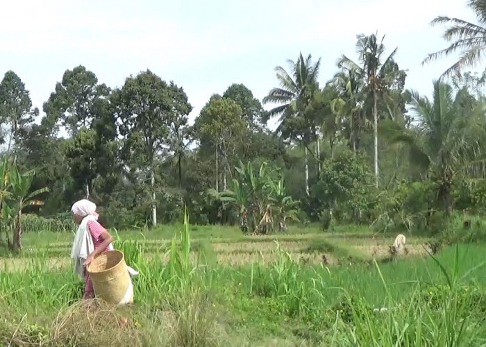 Areal Persawahan di Rejang Lebong Terus Berkurang, Banyak Petani Alih Fungsi Lahan