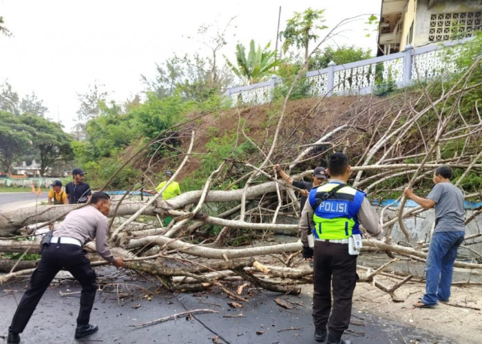 Hujan Angin, Pohon Kedondong Lanang di Simpang Taman Berkas Roboh