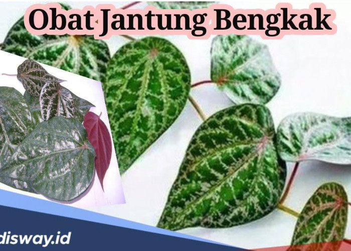 Manfaat Rebusan Daun Sirih Merah, Bisa Atasi Jantung Bengkak, Begini Aturan Minumnya