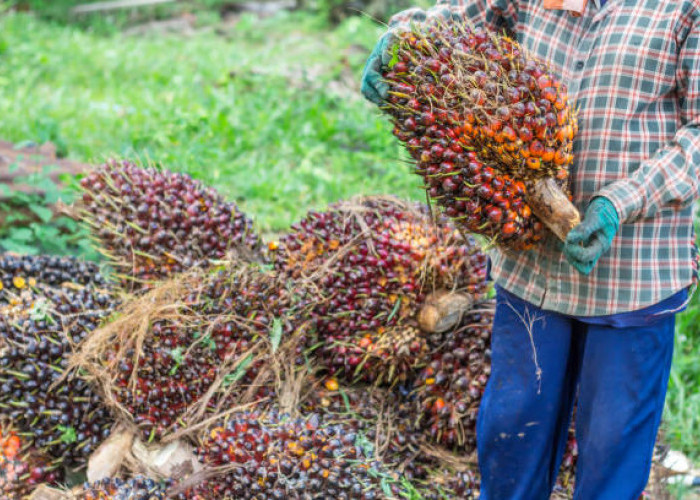 Update Harga TBS Sawit Pabrik di Bengkulu Utara, Tertinggi Rp 2.580/Kg