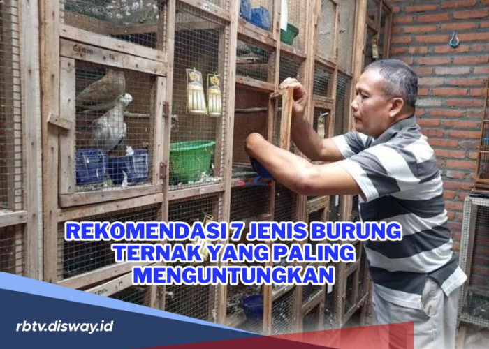 Rekomendasi 7 Jenis Burung Ternak yang Paling Menguntungkan, Cocok untuk Pemula