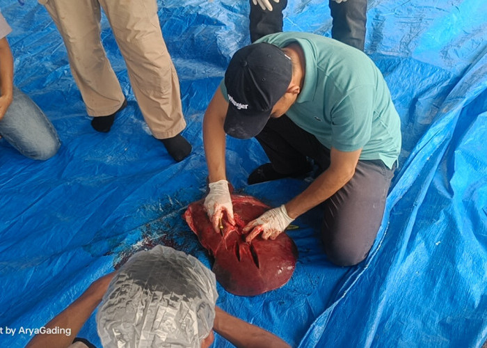 Tim BVET Lampung Temukan Cacing Hati pada Sapi Kurban Presiden di Seluma