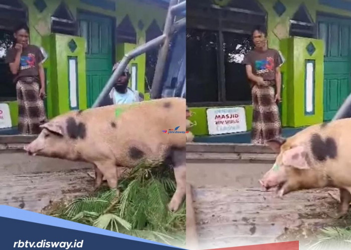 Viral, Seorang Mualaf di Papua Ingin Berkurban Babi! Kok Bisa? Ternyata Ini Alasannya