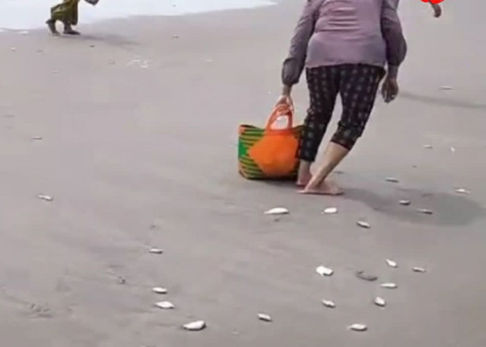 Ratusan Ikan Mati di Pantai Indah Mukomuko, Ini Penyebab Hewan Laut Terdampar