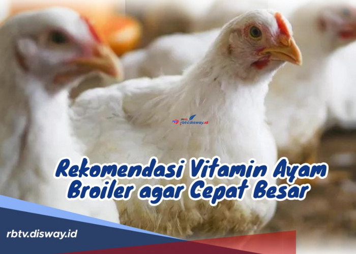 Ngga Usah Bingung! Ini Lho 5 Rekomendasi Vitamin Ayam Broiler agar Cepat Besar