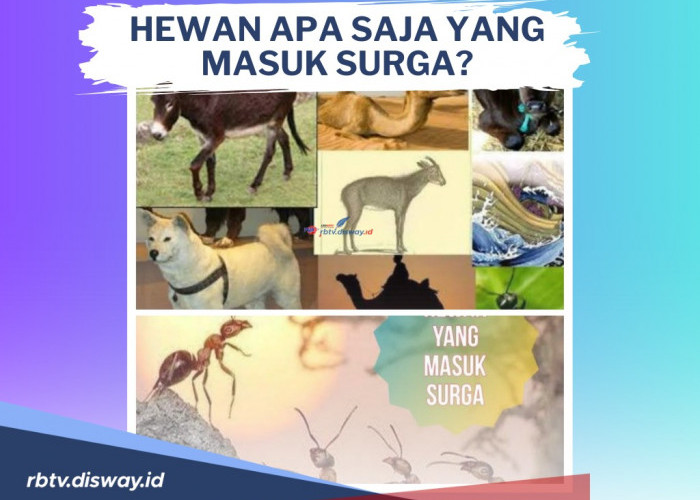 Hewan Apa Saja Yang Masuk Surga? Apakah Hewan Peliharaan Seperti Kucing Juga Termasuk? Berikut Penjelasannya