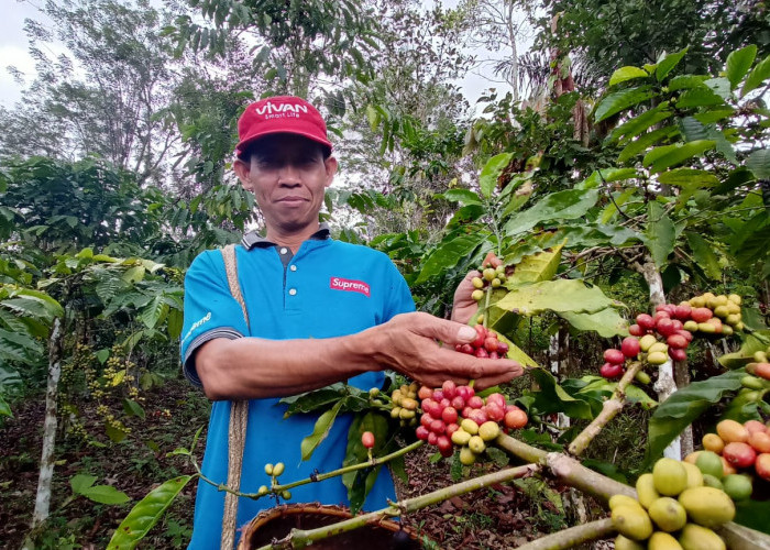 Petani Kopi Sumringah, Harga Biji Kopi Kering di Rejang Lebong Tembus Angka Rp 55.000,- Per Kilogram 