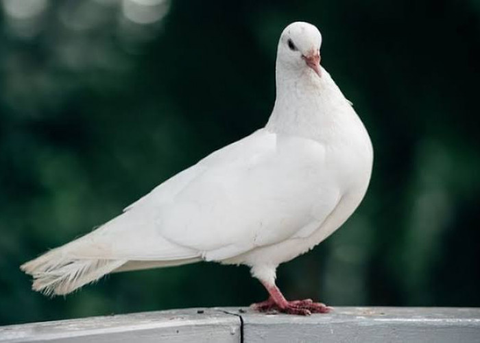 Burung Merpati Masuk Rumah lalu Mimpi Menggotong Mayat, Apa Artinya Semua Itu?