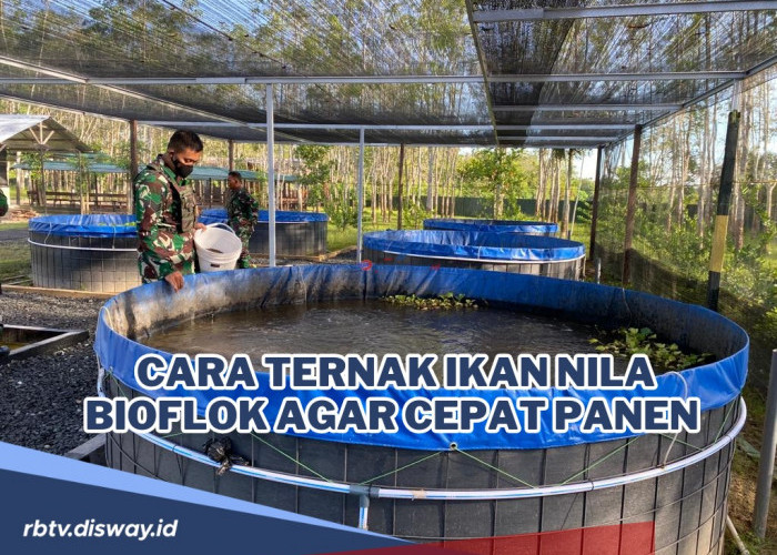 Begini Cara Ternak Ikan Nila Bioflok agar Cepat Panen dan Bisa Untung