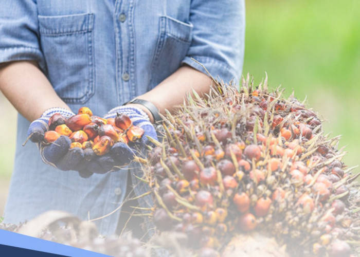 Bisa Kurangi 75 Persen Produksi Buah Sawit, Kenali Jenis dan Cara Penanganan Ulat Api Pengganggu Kelapa Sawit