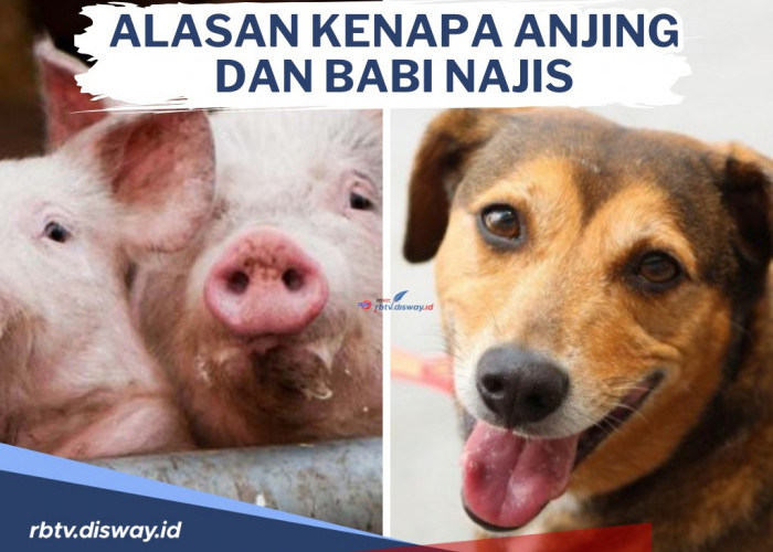 Ini Alasan Kenapa Anjing dan Babi Najis, Bagaimana Cara Menjadi Suci dari 2 Hewan Ini?