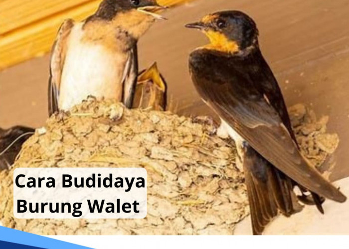 Cara Sukses Budidaya Ternak Burung Walet, Bisa Dicoba di Rumah