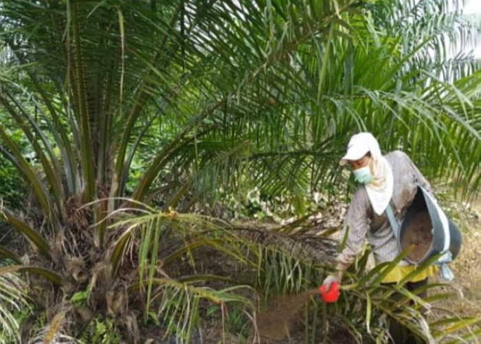 Jangan Salah, Lakukan Cara Memupuk Kelapa Sawit Seperti Ini agar Hasilnya Maksimal