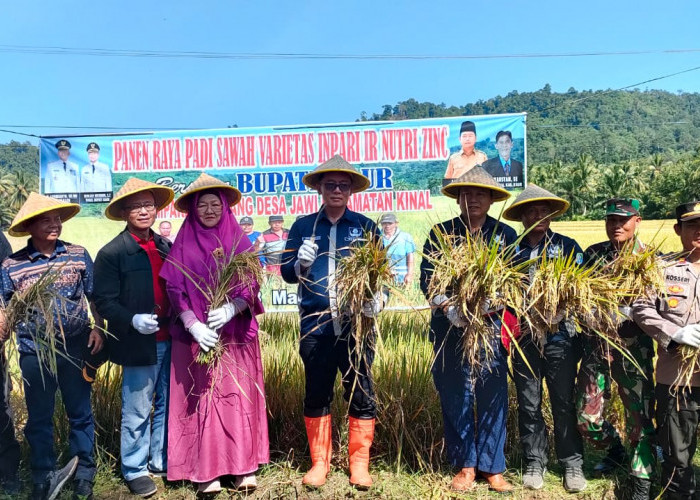 164 Ha Sawah di Kinal Mulai Panen, Bupati Kaur Optimis Atasi Masalah Stunting