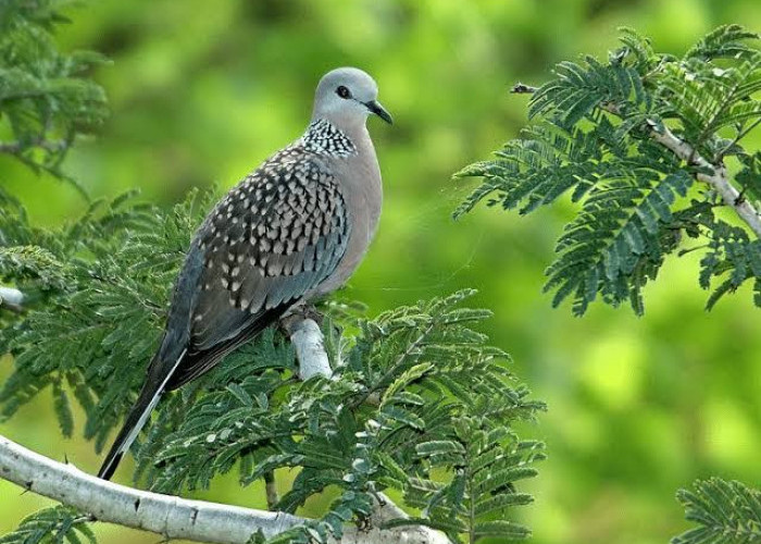 Mau Rezeki Mengalir Terus? Pelihara 12 Jenis Burung Ini Dijamin Rezeki Datang dari Segala Arah