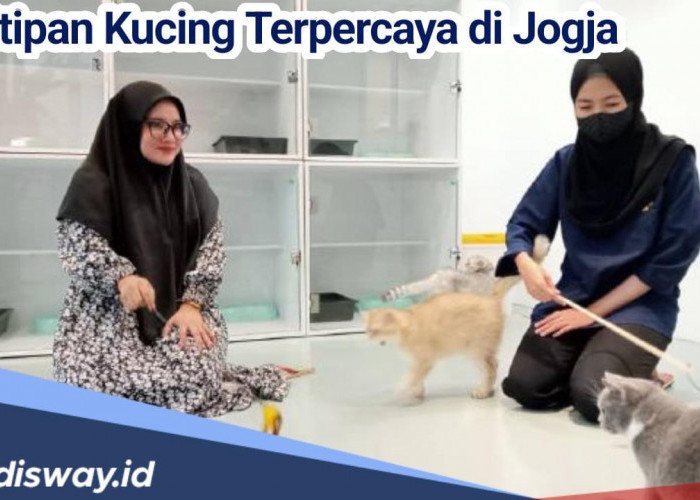 Terpercaya, Ini Rekomendasi Tempat Penitipan Kucing di Jogja, Murah Dengan Fasilitas yang Lengkap