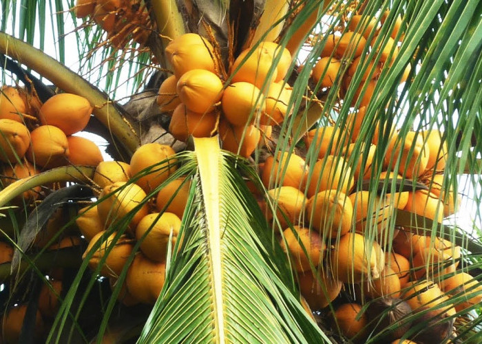 Perbandingan Kelapa Hijau dan Kelapa Kuning, Mana yang Lebih Banyak Manfaatnya?