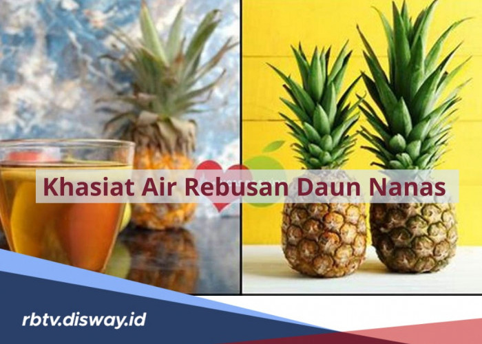 Jangan Dibuang, Ini 14 Khasiat Air Rebusan Daun Nanas untuk Kesehatan, Lengkap dengan Cara Membuatnya