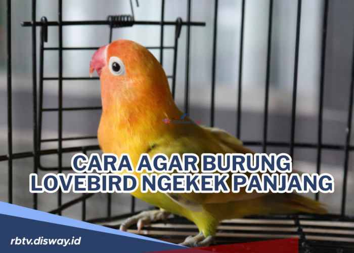 Bikin Gemes! Ini Cara agar Burung Lovebird Ngekek Panjang, Pasti Ampuh