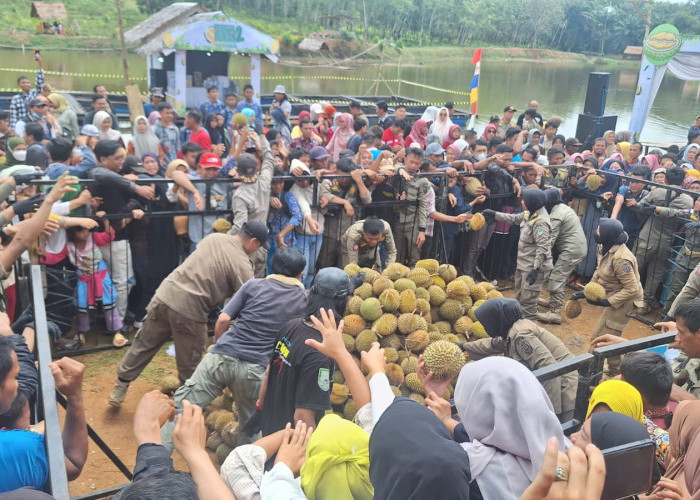 Tempo 10 Menit, 1000 Buah Durian Ludes Dibagikan dalam Festival Durian di Benteng