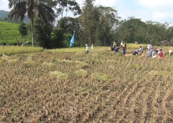 Lahan Pertanian Padi di Rejang Lebong Terus Berkurang