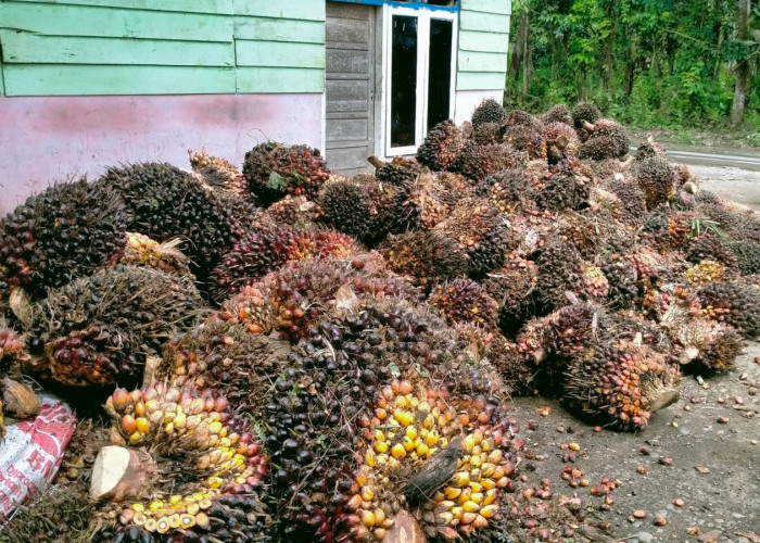 BBM Nabati, Harga Sawit Bisa Naik Rp 4000/Kg, Ini Tanggapan Petani Bengkulu