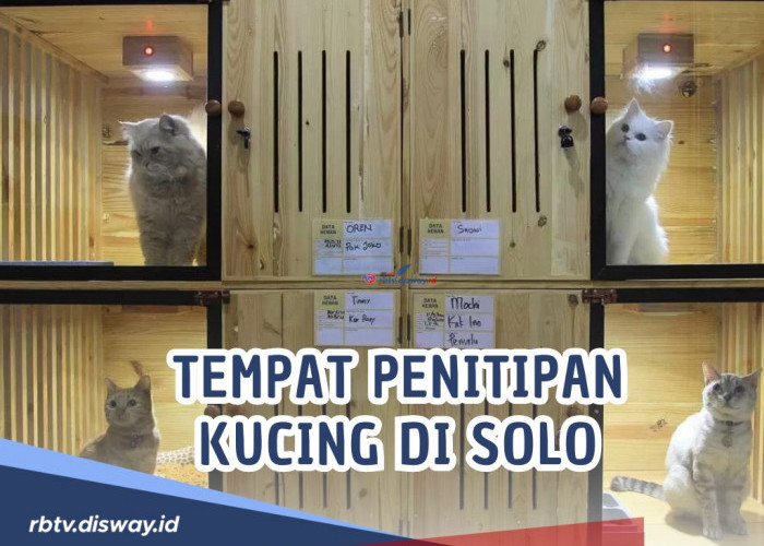 Pasti Amanah! Ini Rekomendasi Tempat Penitipan Kucing di Solo, Anabul Senang dan Nyaman