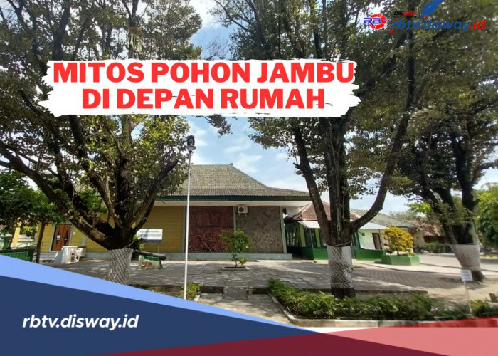 Mitos Pohon Jambu di Depan Rumah Menurut Primbon Jawa, Konon Bisa Datangkan Kesialan