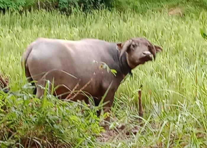 Rusak Tanaman, Petani Sukaraja Seluma Tahan Kerbau Liar