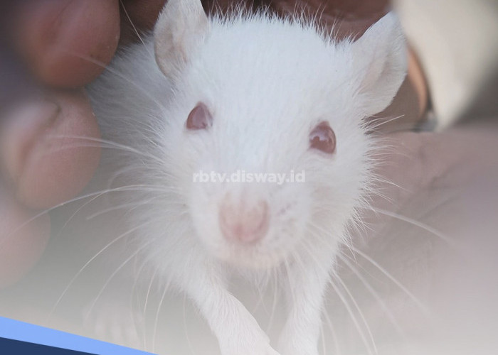 Tidak Semua Tikus Membuat Masalah, Ini 7 Jenis Tikus yang Lucu dan Dijadikan Hewan Peliharaan