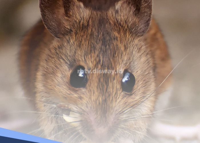 Pastikan Tidak Ada, 7 Benda Ini Bisa Mengundang Tikus Masuk Rumah