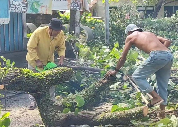 Pohon Tumbang Putuskan Kabel Listrik dan Kabel Telepon, Nyaris Timpa Warung 