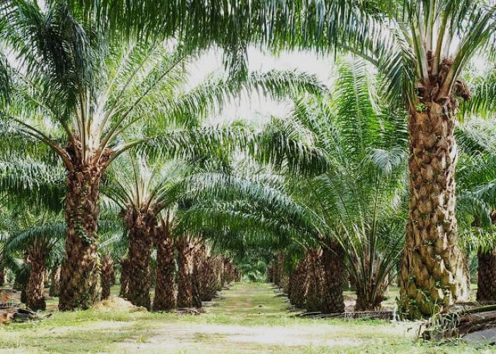 Petani Sawit Wajib Tahu, Jenis Gulma dan Penggunaan Herbisida yang Tepat Untuk Tanaman Sawit