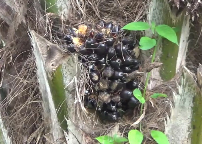 Harganya Tinggi, Petani Sindang Beliti Ulu Kesulitan Beli Bibit Sawit