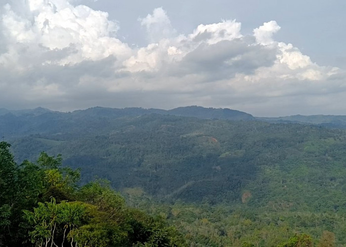 Kenapa Potensi Emas di Bengkulu Belum Digarap, Padahal Potensinya Melebihi Freeport?