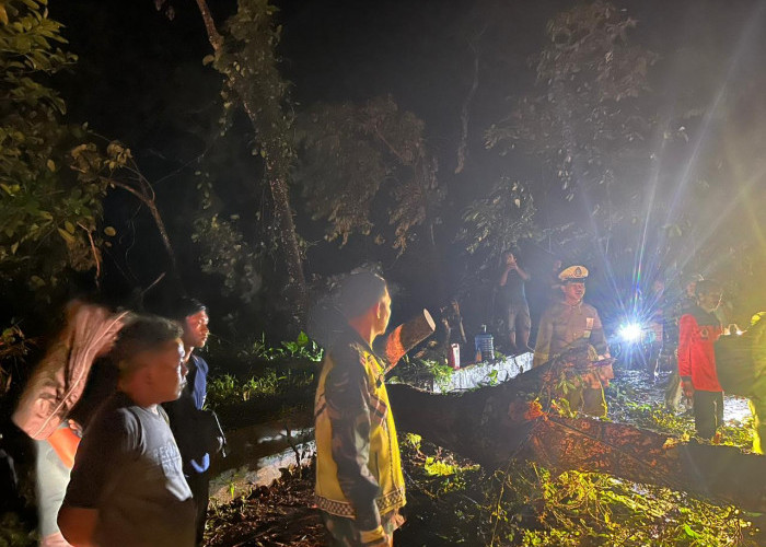 Pohon Tumbang, Jalur Lintas Kepahiang-Bengkulu Sempat Lumpuh