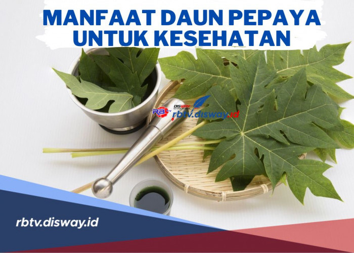 Obat Alami! Ini Manfaat Daun Pepaya untuk Kesehatan Tubuh