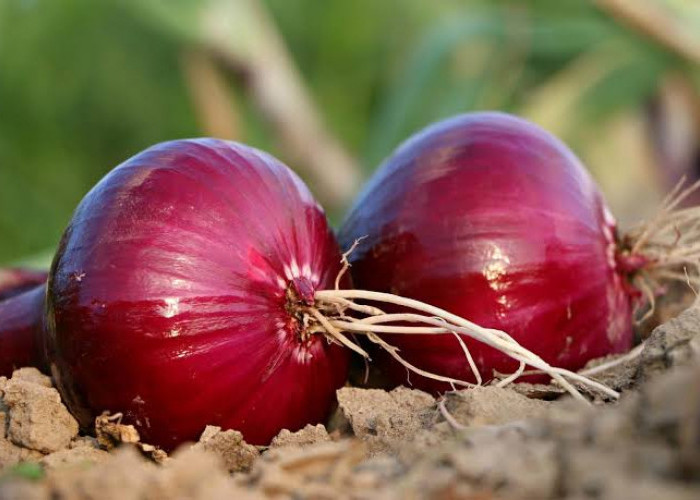 Lebih Mujarab dari Obat, hanya Gunakan Bawang Merah, Asma Kambuh Langsung Hilang