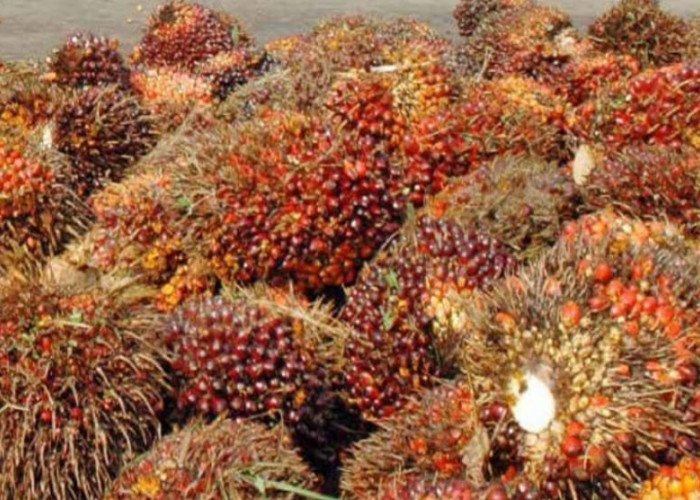 PETANI SAWIT! BBM Nabati Mulai 1 Februari, Harganya Rp 4.000, Ini Cara Menanam yang Baik