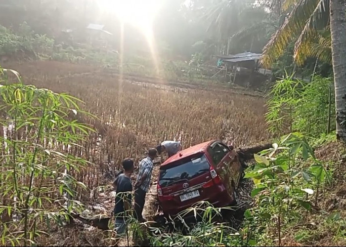 Gara-gara Kotak Nasi, Avanza Petani Karet Nyemplung ke Sawah