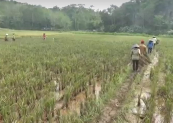 Bantuan Pertanian, Bengkulu dapat Jatah Bangun 57 Irigasi Sawah Tersier 