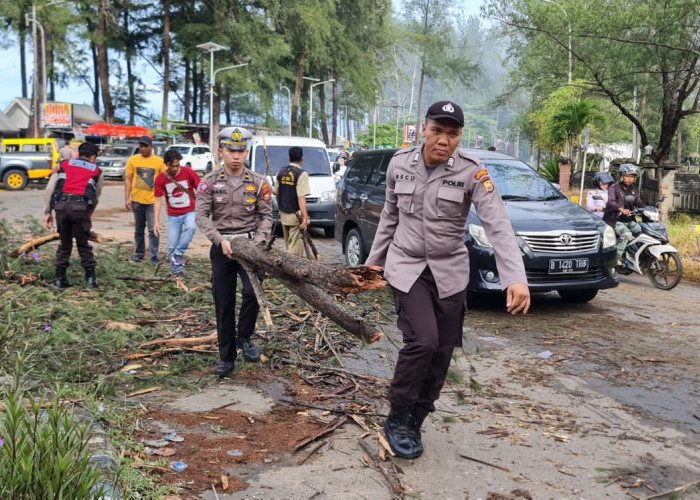 Hujan Disertai Angin Kencang, Dua Pohon di Pantai Panjang Tumbang