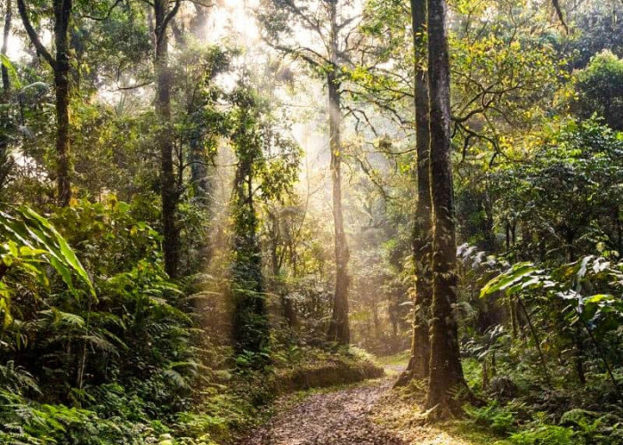 Waw! Bengkulu Dapat Dana Rp 11,6 Miliar karena Punya Banyak Hutan