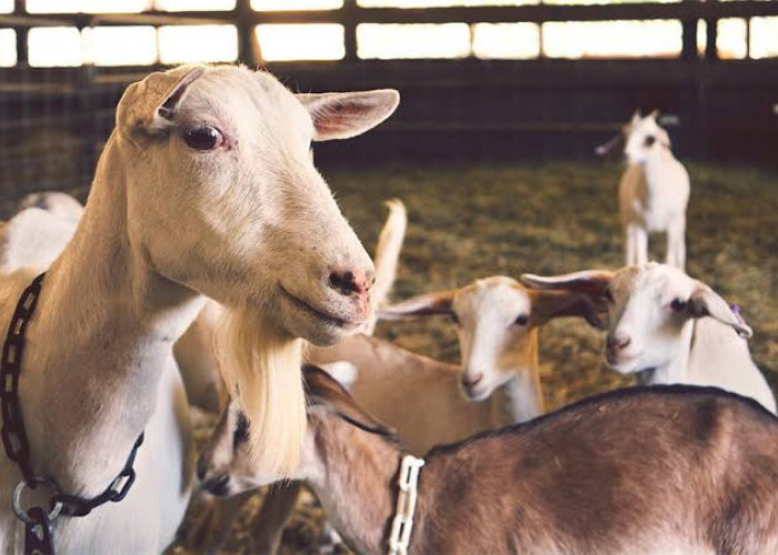 Bolehkah Berkurban dan Akikah dengan Satu Hewan Sekaligus? Ini Pendapat Para Ulama