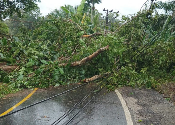 Diterjang Badai Pohon Leban Tumbang ke Jalan, Arus Lalu Lintas Bengkulu-Manna Macet