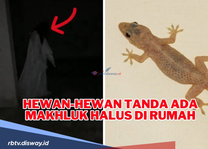 Hati-hati jika Hewan Ini Ada di Rumah, Ini Hewan Tanda Ada Makhluk Halus di Rumah Kata Ustad Adi Hidayat