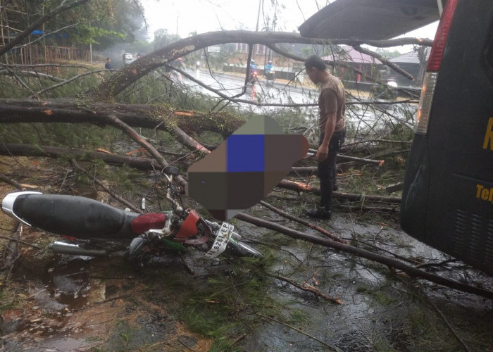 Pohon Pelindung di Pantai Panjang Roboh, Pengendara Sepeda Motor Cedera dan Dilarikan ke Rumah Sakit